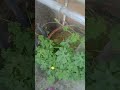 90 dino tak ka challenge #vlogs #gardening #farming #shorts #shortvideo