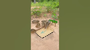 New Creative Bird Trap Technique 2024 #youtubeshorts