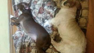 Pit Bull Spyke Nosso Bebê Cresceu Excesso De Doçura