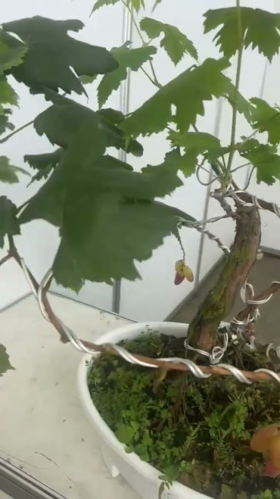 Bonsai Anggur Berbuah Lebat