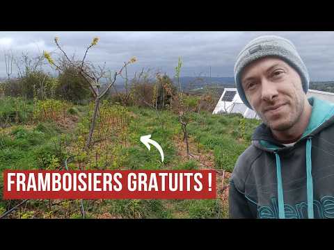 Comment MULTIPLIER vos petits fruits GRATUITEMENT (2 techniques Permaculture)