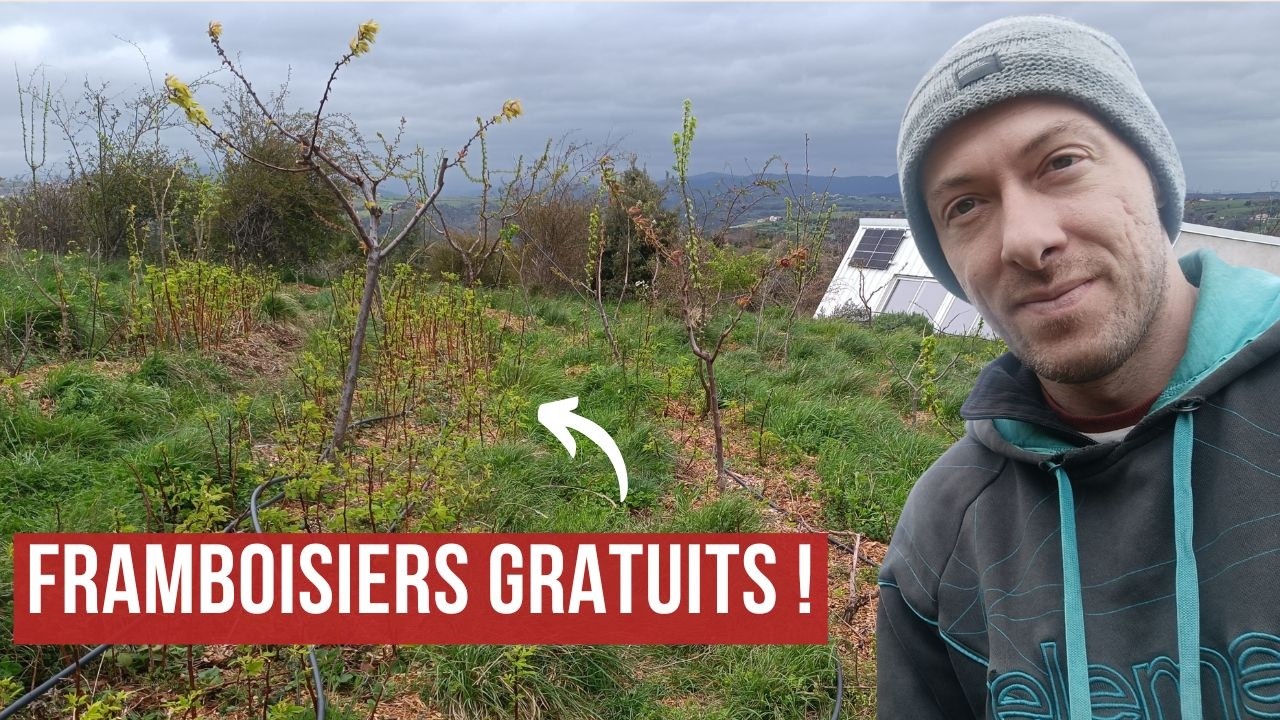 Comment MULTIPLIER vos petits fruits GRATUITEMENT (2 techniques Permaculture)