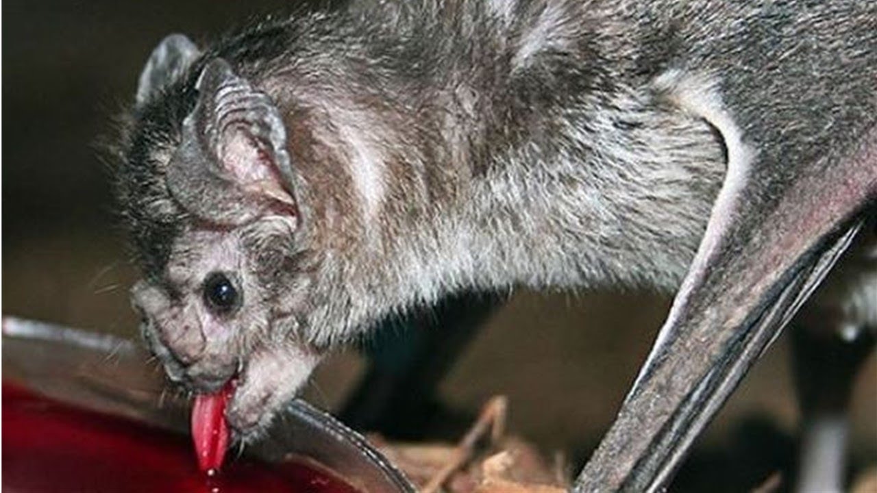 吸血蝙蝠 チスイコウモリのお茶目な一面 生き物 動物トリビア 雑学 Youtube