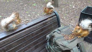 Пытаюсь накормить голодных белок / Trying to feed hungry squirrels