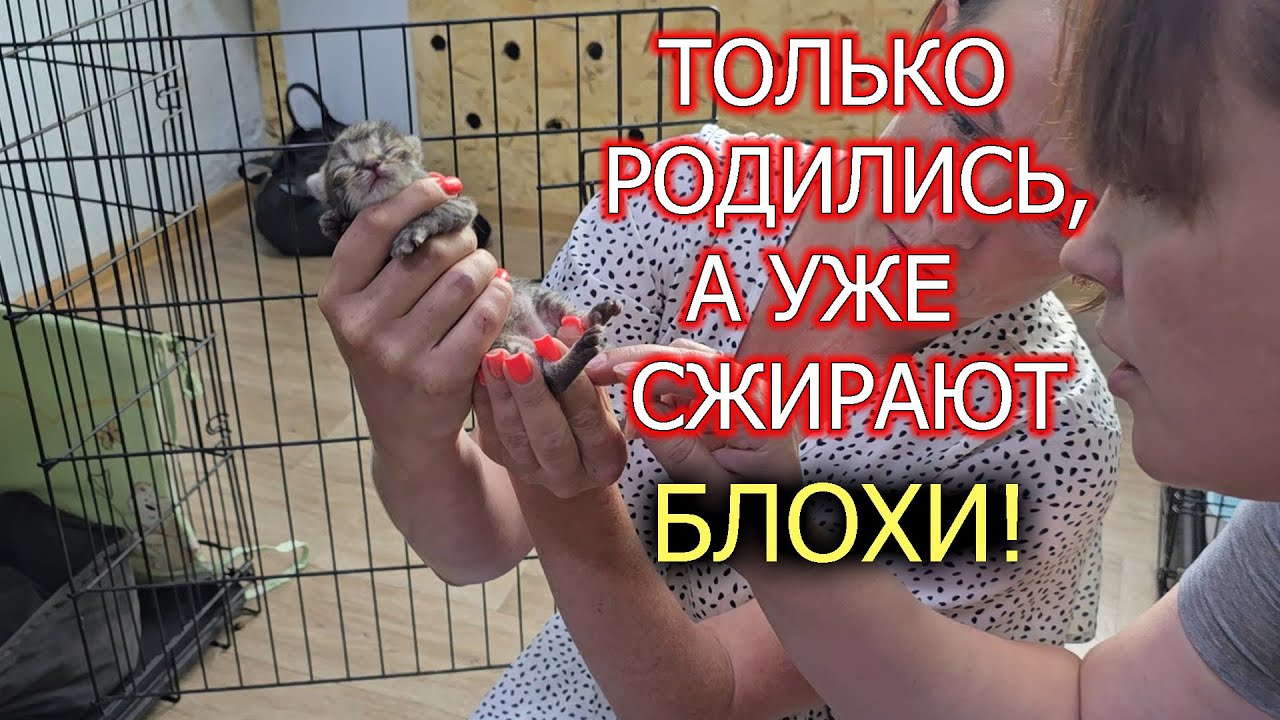 Едва вырвали у собаки из пасти