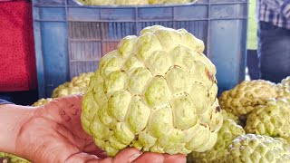 S. N. Khalifaगळ न. C3सलपरगलडन सतफळ मलच बजर भवलहन मल 27Kgमठ मल80Kg