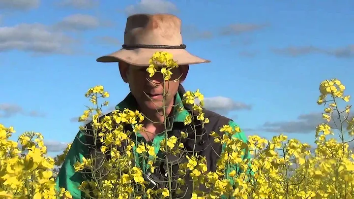 Andrew Carmichael on on growing pulses between cro...