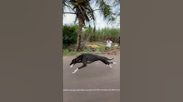 Kolhapur dog race 🚀😱 || kolhapur dog racing / dog race maharashtra || #shorts #arfyads