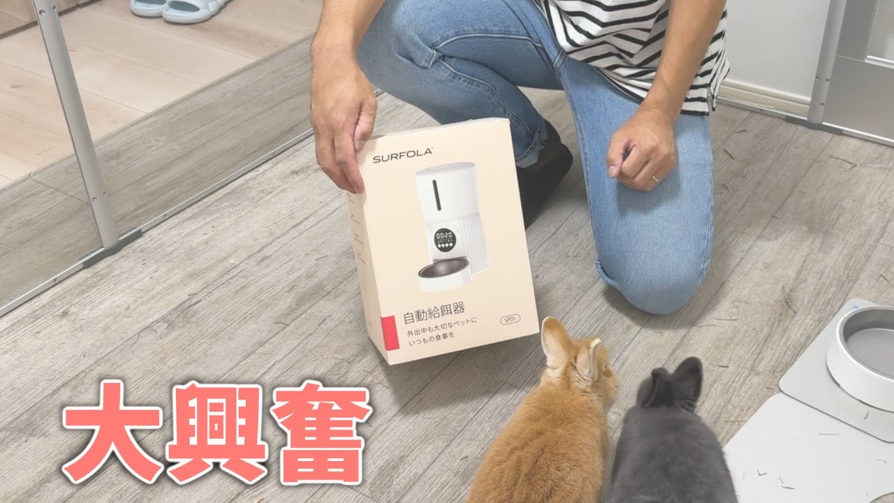 新居のうさぎ部屋に自動給餌器を置いたらうさぎの反応が最高でした