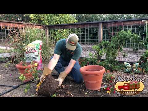 Video: Potted Culture Of Roses In The Country