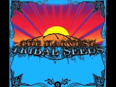 Tribal Seeds - Come Around