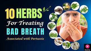 Top 10 Medicinal Herbs for Treating BAD BREATH Associated with Pertussis | #badbreath | Blissed Zone