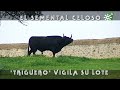 Toros de Cuadri: toro semental celoso vigila su lote de vacas  | Toros desde Andalucía