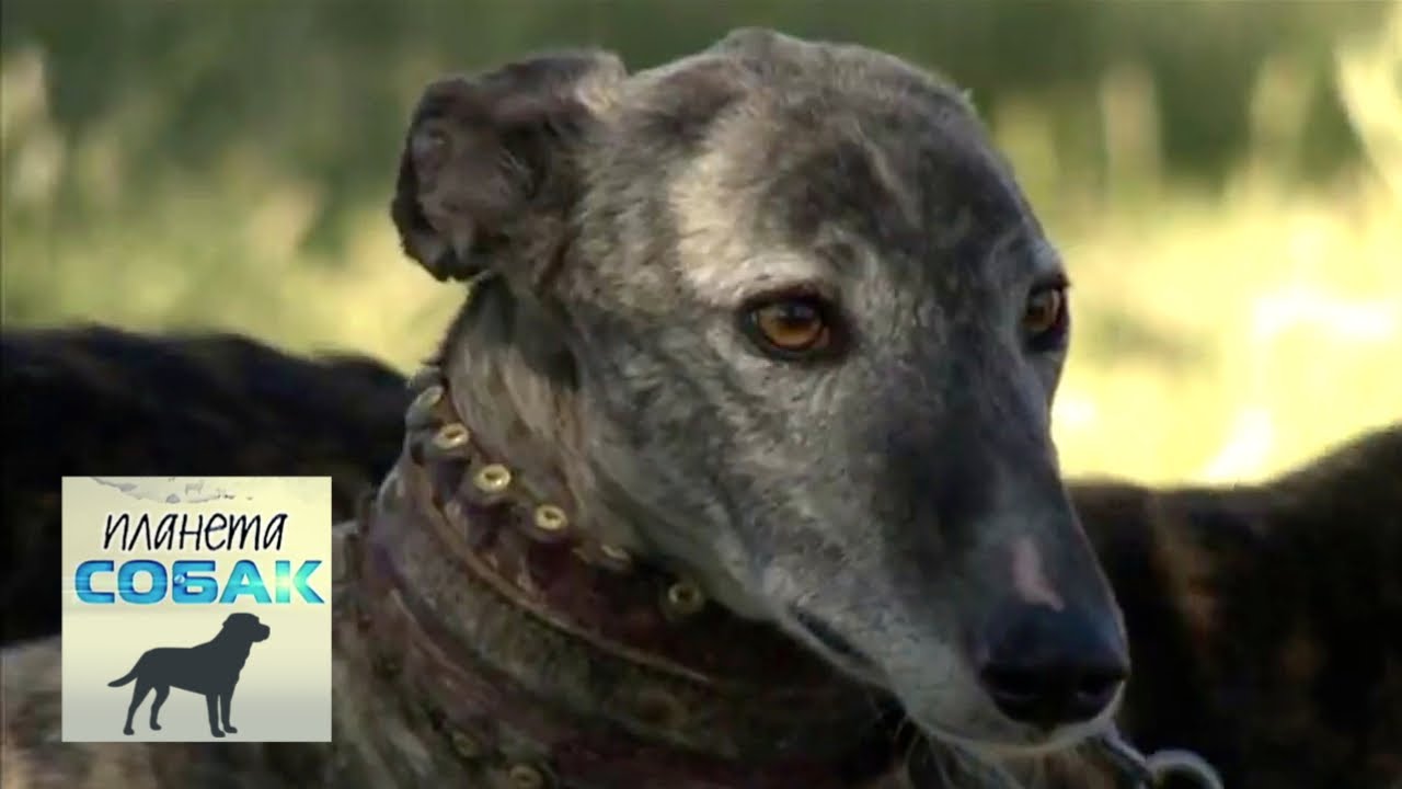 Гальго. Планета собак 🌏 Моя Планета