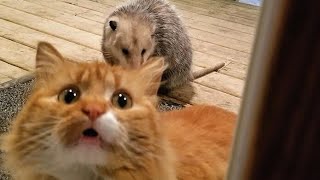 I swear you have NEVER SEEN ANIMALS THAT FUNNY! - It's TIME TO LAUGH!