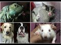 MY EVERYDAY MORNING ROUTINE | all of my pets | Wildly India