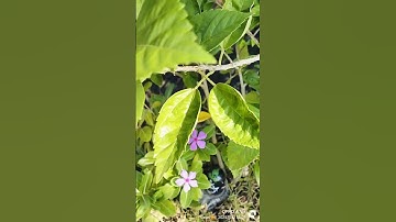 #Breathless song#Shankar Mahadevan#trending#natures love