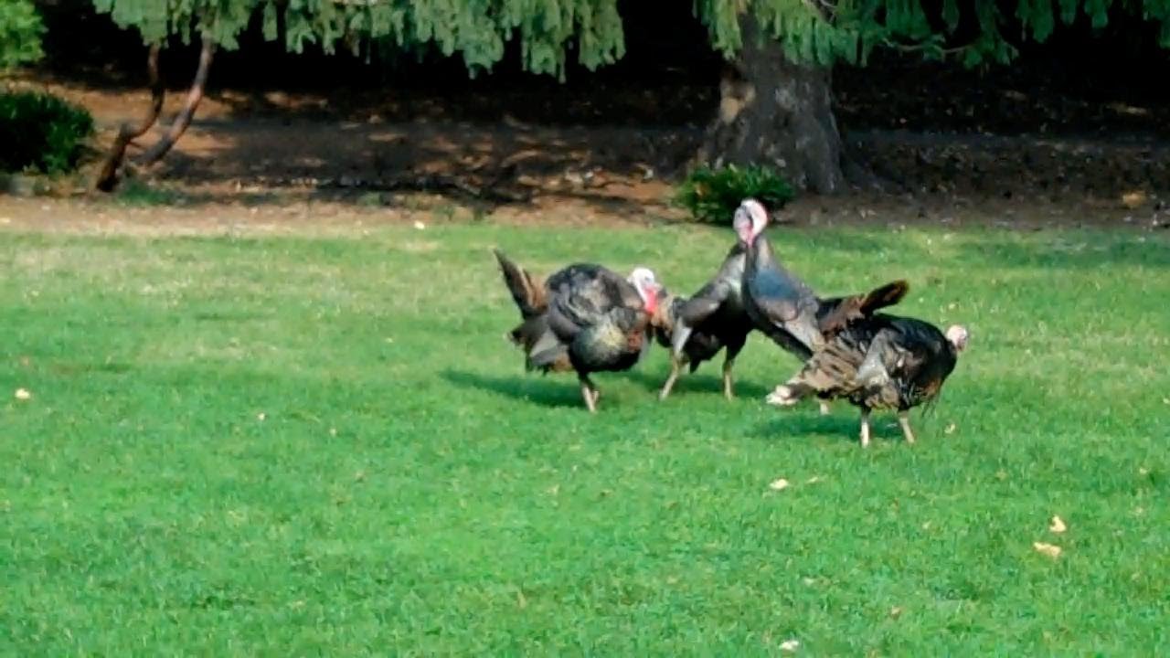 Wild Turkey Fight? YouTube
