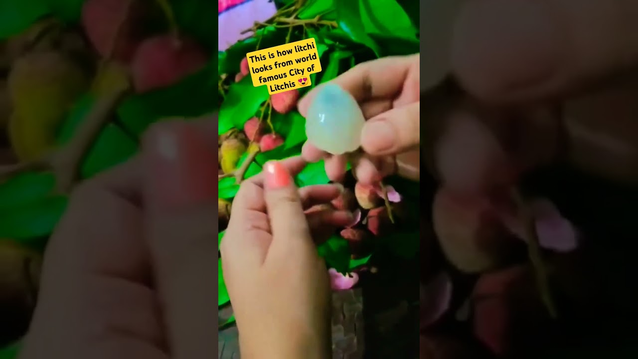 Litchi from world famous City of Litchis 😍. 