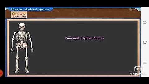 Class 6-8.Our Skeletal System and the Skin part 03