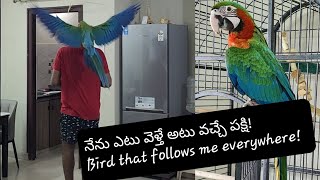 Bird that follows me everywhere | నేను ఎక్కడికి వెళ్తే అక్కడికి వచ్చే పక్షి