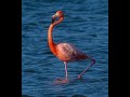 Pink floyd  the lone flamingo of san diego county