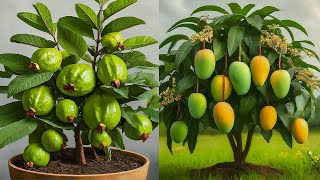 🌿Ready to grow your own Mango and Guava trees at home, how to grow mango and guava trees