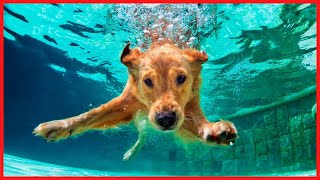 MÚSICA PARA BAÑAR PERROS 🐶 | CÓMO Bañar a Tu PERRO screenshot 5
