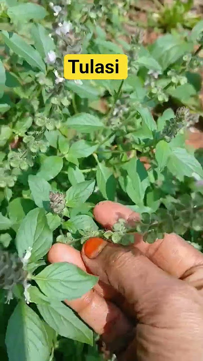 medicine plants #healthy plant #terracegardenindia