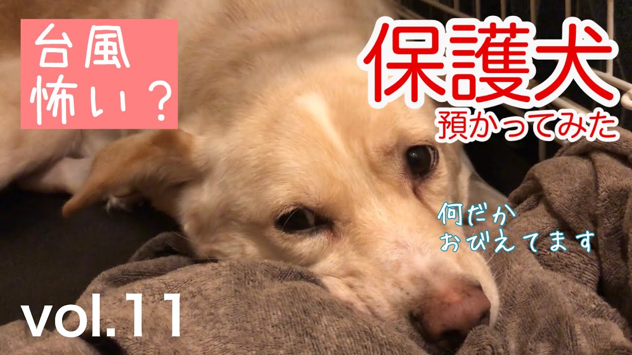 【保護犬預かってみた】2019/9/22の台風時、預かり犬の記録。【2ヶ月と8日】 YouTube 【保護犬預かってみた】2019/9/22の台風時、預かり犬の記録。【2ヶ月と8日】 YouTube