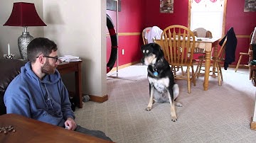 A fun way to train your dog! Free Shaping!