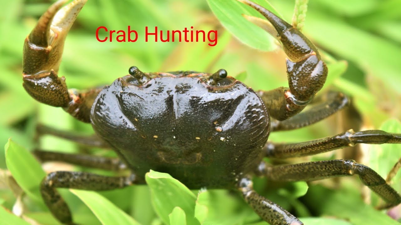 Crab Catch Crab Catching By Hand Wilderness Foodcrab crabhunting