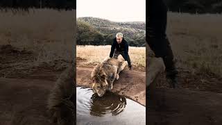 crazy lion lover 😱 channel this united states #lion