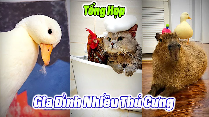 Tổng Hợp Gia Đình Nhiều Thú Cưng P6 😍😍 #thúcưng #vậtnuôi #chómèohàihước #funny #pets #cat #cute