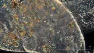 The Amazing Protists!