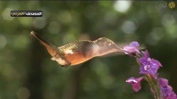 المصحف المرئي - ناصر القطامي - ماتيسر من سورة النساء
