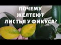 Почему желтеют и опадают листья у фикуса каучуконосного (эластика)?