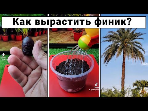 Финик из косточки. Как вырастить финиковую пальму?