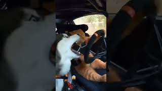 Когда женщина за рулем #женщина #cat #смех #animals #hahaha #кот #жесть