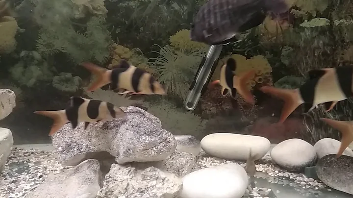 Malawi and Clown Loaches