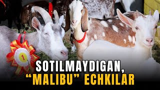 “Echkilarning narxi 20 ming dollargacha”. Toshkent viloyatida naslli echkilar ko‘rgazmasi o‘tkazildi