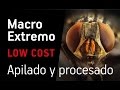 Macro Extremo LOW COST - Apilado y procesado con Zerene Stacker