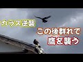 カラスの逆襲!この後群れで鷹を襲う！ハリスホーク