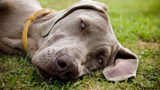 Weimaraner Health Is