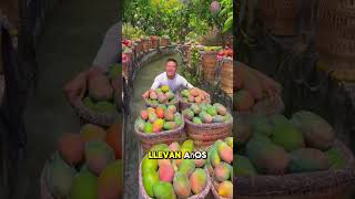 ⚠️ El fertilizante asiático que está llenando de frutos las plantas 😱Y lo mejor es fácil de hacer
