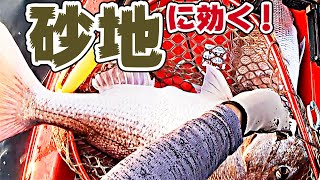 【タイラバ／鯛ラバ】大型真鯛が連チャン！ 砂地で釣れるカラーを大公開（１｜全７話）