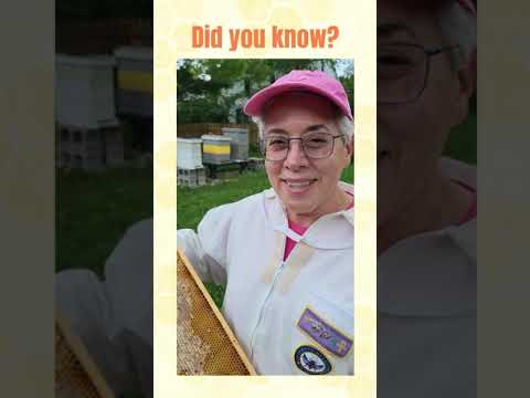 Bee World Day with Planet Bee