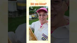 Bee World Day With Planet Bee