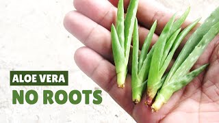 How To Plant Aloe Vera Pups Without Roots