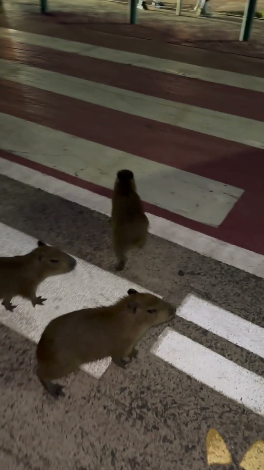 Baby Capybaras Cross The Street || ViralHog